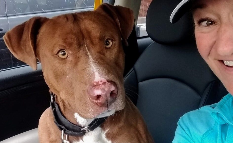 Kathleen Bober volunteering at Pima Animal Care Center, Tucson, AZ