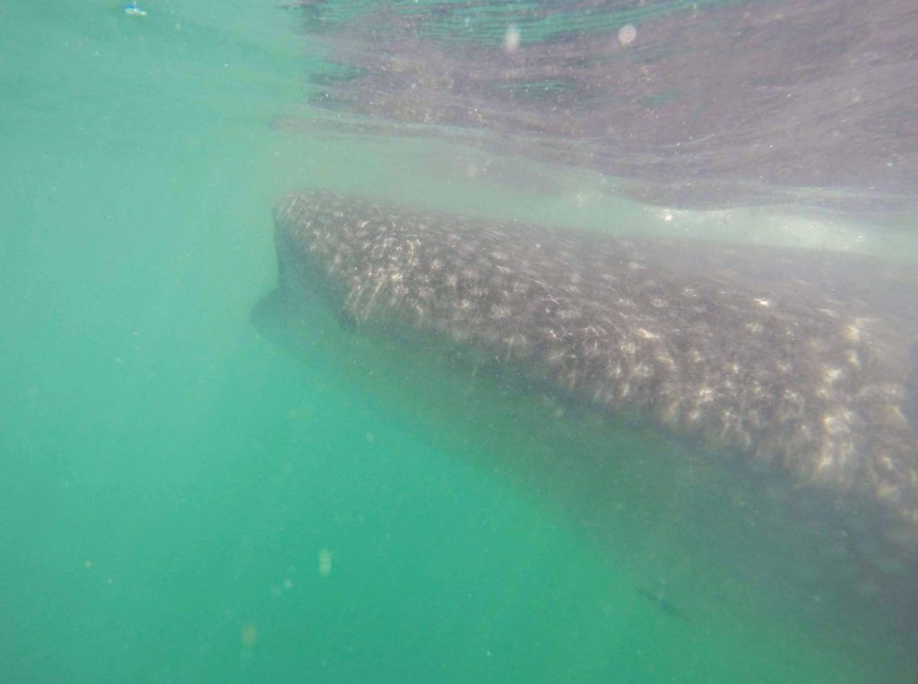 Kathleen Bober swimming with whale sharks in La Paz