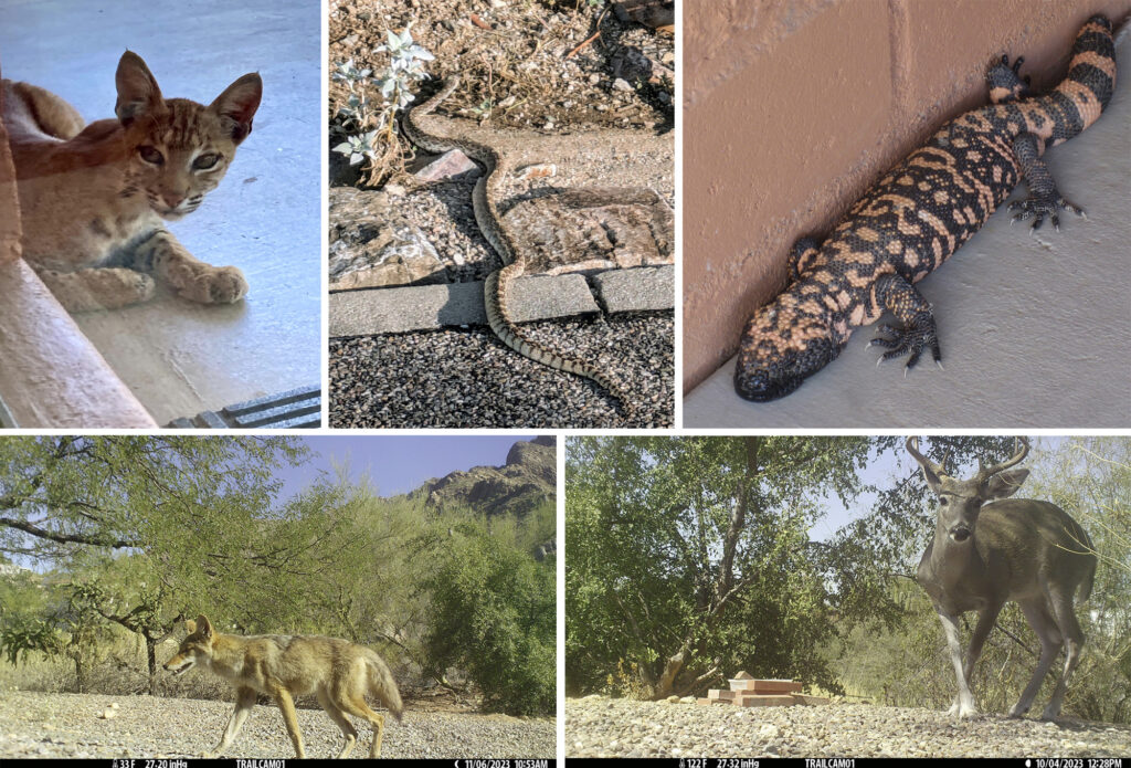 Bobcat, Gopher Snake; Gila Monster; Coyote, White Tailed Deer